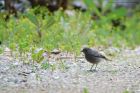 BlackRedstart_200619b.jpg