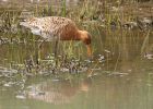 BlackTailedGodwit_240409c.jpg