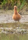 BlackTailedGodwit_240409h.jpg