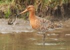 BlackTailedGodwit_240409j.jpg