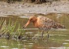 BlackTailedGodwit_240409k.jpg