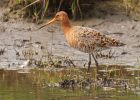 BlackTailedGodwit_240409n.jpg