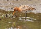 BlackTailedGodwit_240409p.jpg