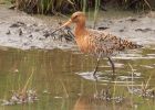 BlackTailedGodwit_240409t.jpg