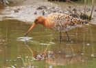 BlackTailedGodwit_240409u.jpg