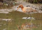 BlackTailedGodwit_240409v.jpg