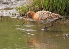 BlackTailedGodwit_240409y.jpg