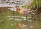 Filename=BlackTailedGodwit_240409z.jpg
Filesize=247KB
Dimensions=900x643
Date added=Apr 24, 2009 BlackTailedGodwit_240409z.jpg