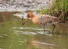 BlackTailedGodwit_240409z.jpg