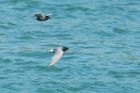 Filename=BlackTern_130516j.jpg
Filesize=325KB
Dimensions=1200x800
Date added=Feb 27, 2017 BlackTern_130516j.jpg