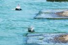 Filename=BlackTern_130516z12.jpg
Filesize=362KB
Dimensions=1200x800
Date added=Feb 27, 2017 BlackTern_130516z12.jpg