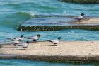 Filename=BlackTern_130516z4.jpg
Filesize=341KB
Dimensions=1200x800
Date added=Feb 27, 2017 BlackTern_130516z4.jpg
