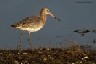 BlckTgodwit_200114a.jpg