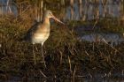 BlckTgodwit_200114i.jpg