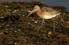 BlckTgodwit_200114n.jpg