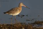 BlckTgodwit_200114s.jpg