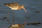 BlckTgodwit_200114x.jpg