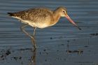 BlckTgodwit_200114y.jpg