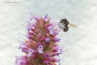 Blue_Mason_Bee__gdn_160820b.jpg