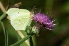 Brimstone_230814g.jpg