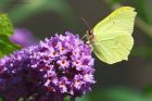 Filename=Brimstone_HB_250823a.jpg
Filesize=941KB
Dimensions=1300x867
Date added=Aug 28, 2025 Brimstone_HB_250823a.jpg