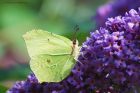 Filename=Brimstone_HB_250823b.jpg
Filesize=1002KB
Dimensions=1300x867
Date added=Aug 28, 2025 Brimstone_HB_250823b.jpg