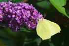 Filename=Brimstone_HB_250823c.jpg
Filesize=892KB
Dimensions=1300x867
Date added=Aug 28, 2025 Brimstone_HB_250823c.jpg