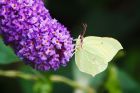 Filename=Brimstone_HB_250823d.jpg
Filesize=883KB
Dimensions=1300x866
Date added=Aug 28, 2025 Brimstone_HB_250823d.jpg