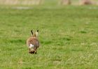 BrownHare_090309h.jpg