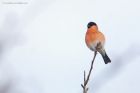 Bullfinch_MM_010221a.jpg