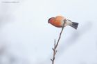 Filename=Bullfinch_MM_010221b.jpg
Filesize=404KB
Dimensions=1300x867
Date added=Apr 12, 2021 Bullfinch_MM_010221b.jpg