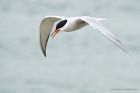 Filename=C_Terns_210515j.jpg
Filesize=238KB
Dimensions=1200x800
Date added=Sep 05, 2015 C_Terns_210515j.jpg