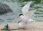 Filename=C_Terns_210515x.jpg
Filesize=311KB
Dimensions=1200x891
Date added=Sep 05, 2015 C_Terns_210515x.jpg
