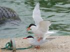 Filename=C_Terns_210515z.jpg
Filesize=292KB
Dimensions=1200x897
Date added=Sep 05, 2015 C_Terns_210515z.jpg