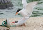 Filename=C_Terns_210515z6.jpg
Filesize=313KB
Dimensions=1200x832
Date added=Sep 05, 2015 C_Terns_210515z6.jpg