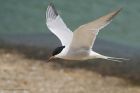 Filename=C_Terns_210515z9.jpg
Filesize=307KB
Dimensions=1200x800
Date added=Sep 05, 2015 C_Terns_210515z9.jpg
