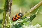 Cercopis_vulnerata_MMWWT_150621a.jpg