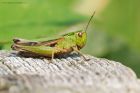 CommonGreenHopper_LattBarr_110721a.jpg