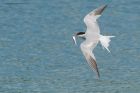 CommonTern_190815h.jpg