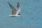 CommonTern_190815i.jpg