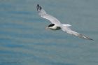 CommonTern_190815o.jpg