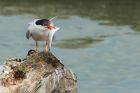 CommonTern_190815t.jpg