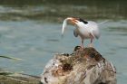 CommonTern_190815u.jpg