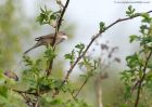 CommonWhitethroat_010510a.jpg