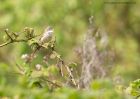 CommonWhitethroat_010510b.jpg