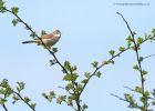 CommonWhitethroat_010510c.jpg