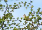 CommonWhitethroat_010510e.jpg