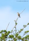 CommonWhitethroat_010510f.jpg