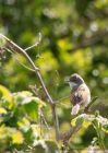 CommonWhitethroat_010510j.jpg