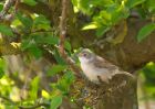 CommonWhitethroat_010510l.jpg